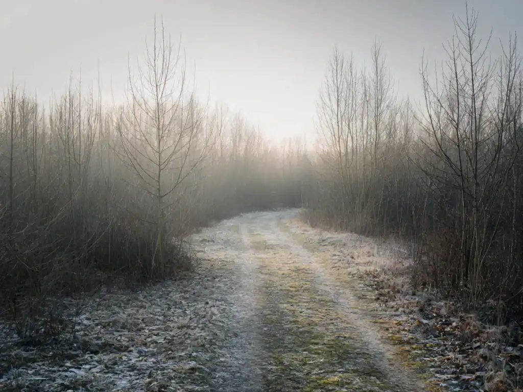A soft path forward symbolizing closing the year with kindness and care